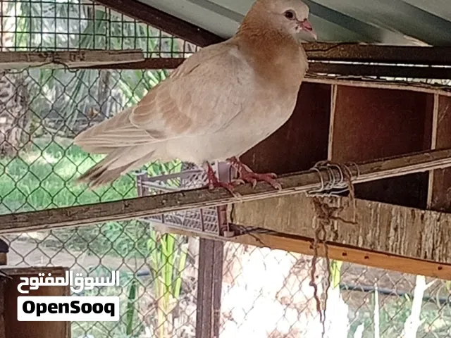 Pigeons for Sale – Pakistani, Birni & Flying Pigeons AvailableHealthy pigeons available for sal
