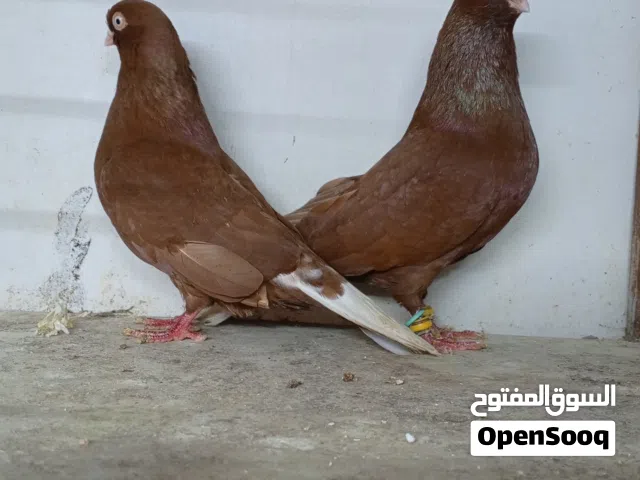 متاح جوز وفحول وطواير