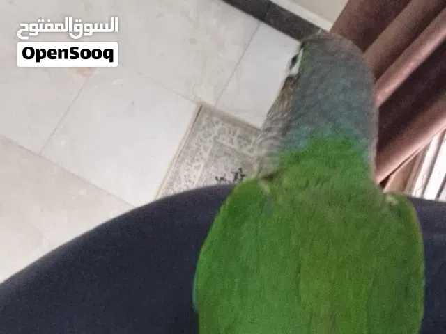 طائر ببغاء كنيور اليف طينة مفطوم للبيع التفاصيل في الوصف.... الموقع محافظة بغداد المشتل شارع المدارس