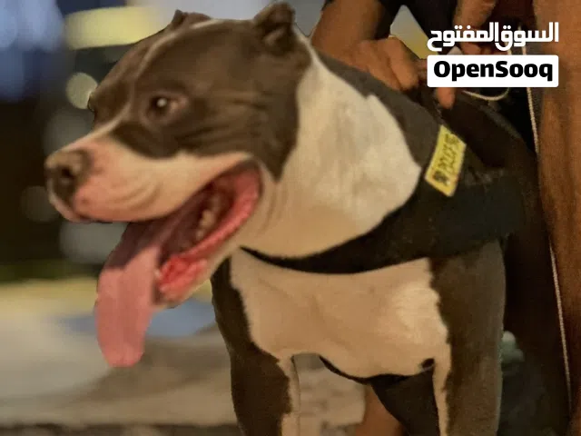 امركان بولي ذكر