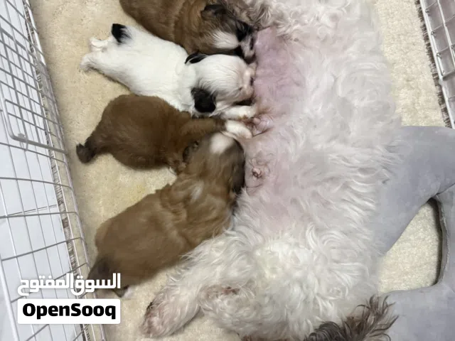 سلالة شدزو الحجم القصير ومستوى عالي وبيور ، Shihtzu pureb breed short type and high quality