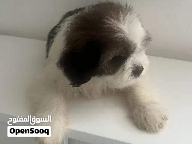 Shih Tzu Puppy for Sale