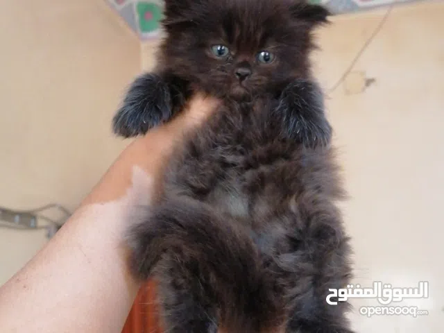 قطط شيرازي من عمر شهر لـ شهرين الوان متنوعة قطط نظيفه اليفه وصحتهم ممتازه