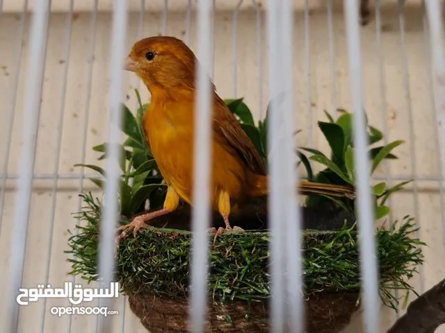 مطلوب انثى كناري تكون جاهزة تماما