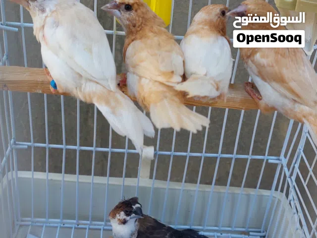 زوز كوبيات ودكر زيبرا منجليز يمشو لحضان القولدن فنش  يرجى قراءة الوصف