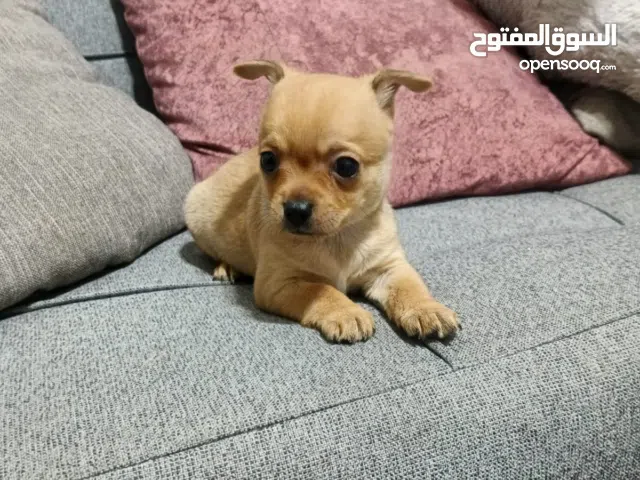 Adorable Teacup Chihuahua Males and females – 2 months old