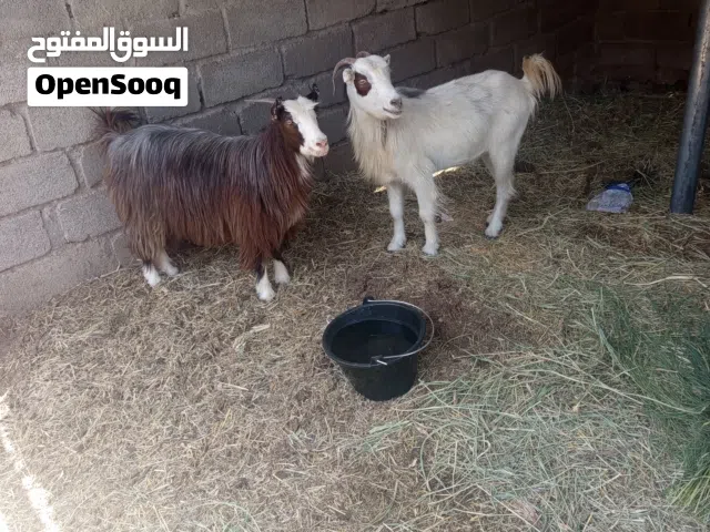 صخال سمينات ما شاء الله وصفار ف العمر
