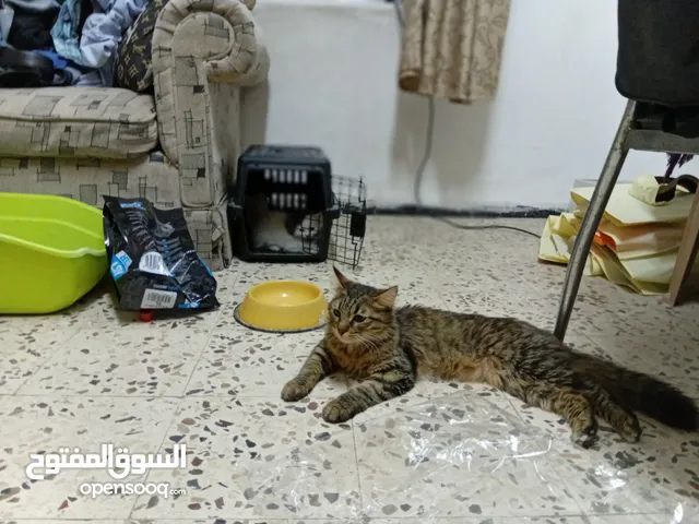 قط اوروبي ماين كون ذو الاقدام البيضا اللون الرصاصي مع قط صغير كم شهر للبيع
