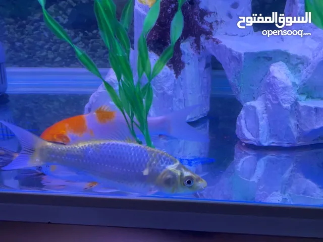 حوض سمك كبير للبيع Aquarium for Sale – 80L Large Fish Tank