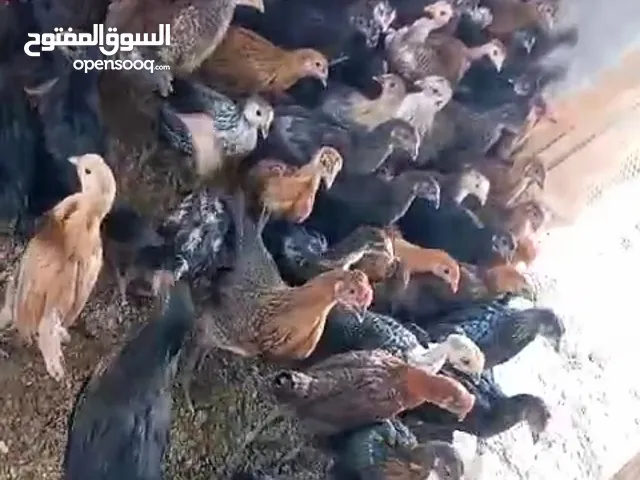 فراخ دجاج بلدي ورقابي عمر شهر ونصف للبيع