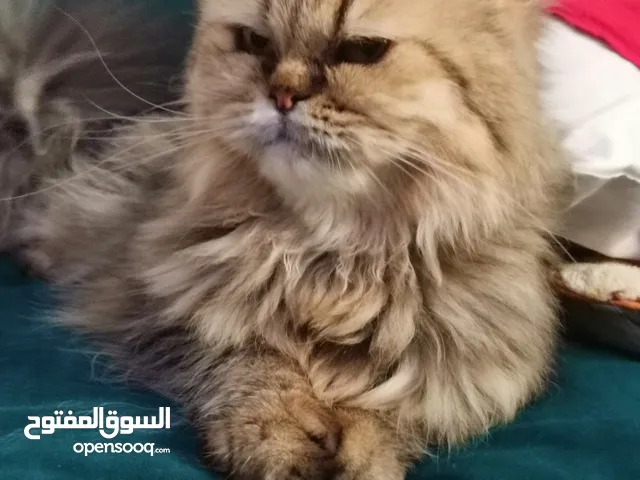 أنثى شيرازي للتبني Female Persian cat for adoption