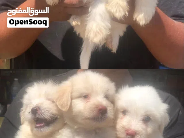 جراوي جريفون بيور وجراوي هافنيز بيور مني 40يوم