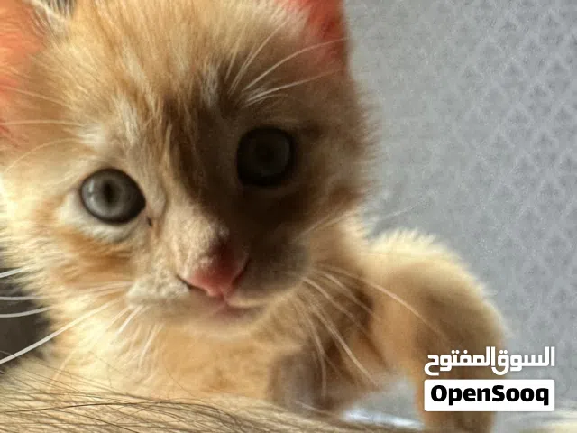 قط ذكر للتبني عمر شهرين لعوب