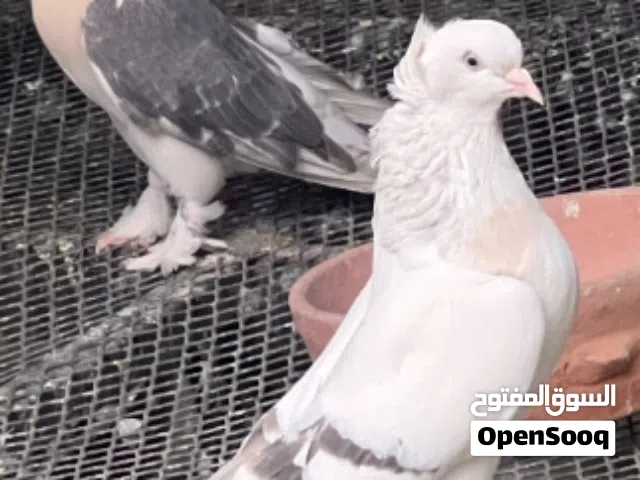 حمام عررطات جميع  انواع الحمام وين العاشقين وين المربيين حمام عررررطات كل زوج احسن من الثاني