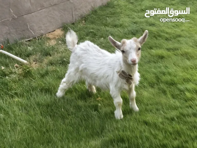 ماعز قزمي ذكر