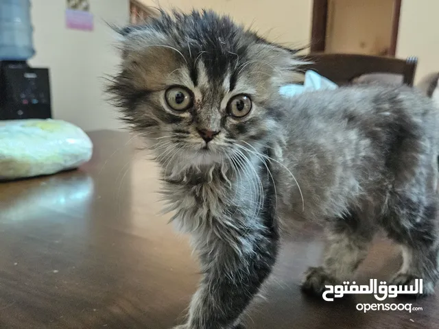 شرازي ميكس . Sherazi/Persian Mix