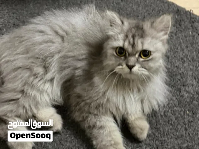 قط للتبني شيرازي