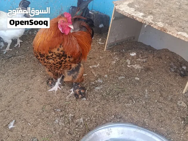 للبيع دجاج كوشن العملاق