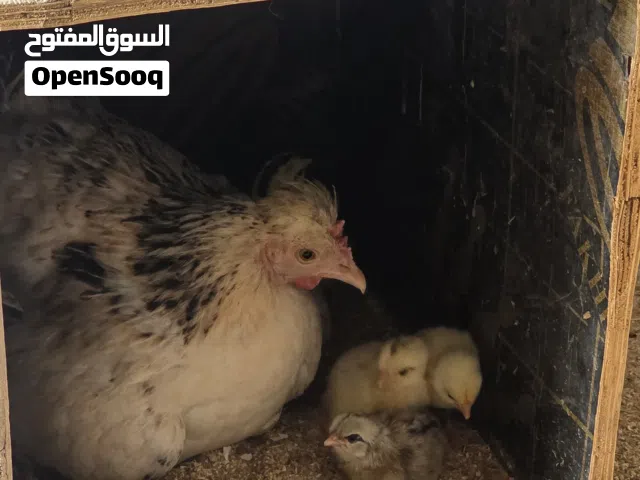 دجاجة كويتي مع 8 افراخ العمر يومين