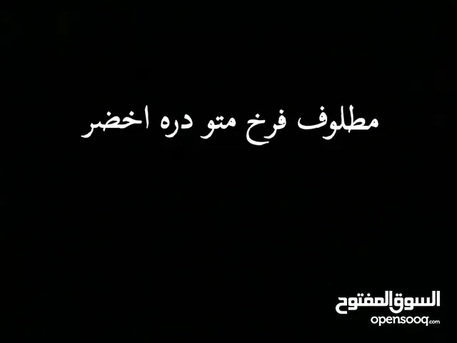 مطلوب فرخ طير الدره اخضر