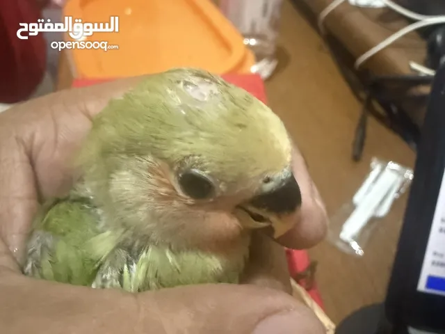 3 Pair Rose with baby and eggs (Love Bird) Safa Jeddah for cost please WhatsApp
