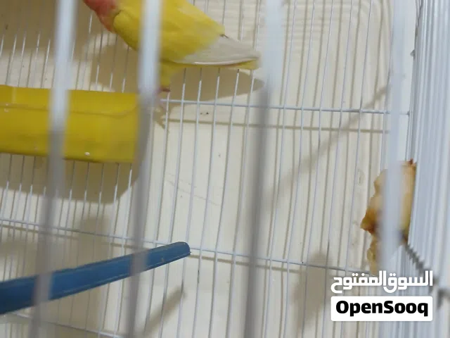ابو احمد المصري