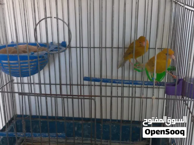 جوز كنار  بصلاه على النبي ماكينات انتاج