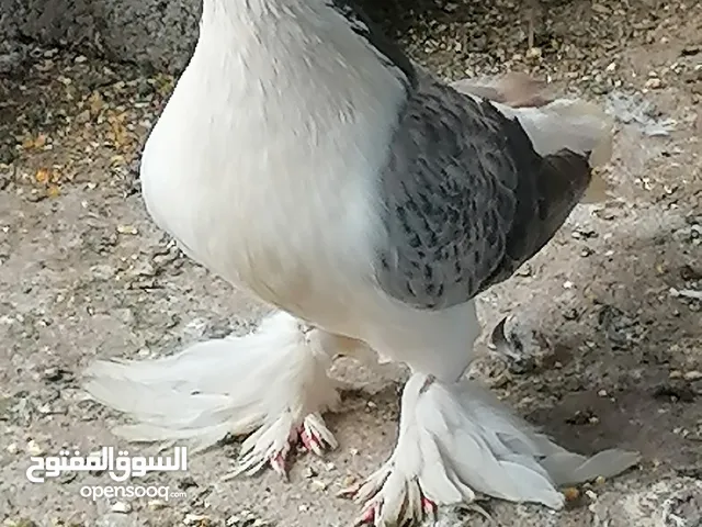 حمام شيرازي للبيع أو البدل بدجاج باكستاني