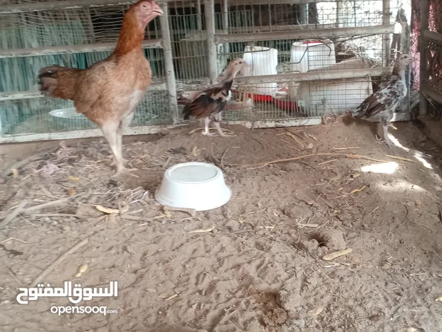 دجاج باكستانيات نوع ممتاز