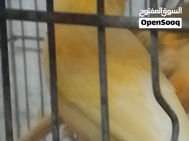 مخاليف كنار عدد خمسه
