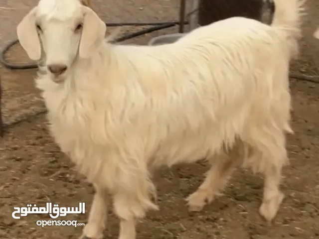 للبيع تيس العمر سنه وشي