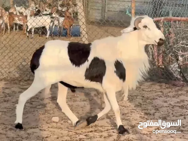 اسلام عليكم ورحمةالله وبركاته النوع ۔۔خرؤف ضحايع العدد 1 العمر سنتين الحاله فل سمين التعريف حجم