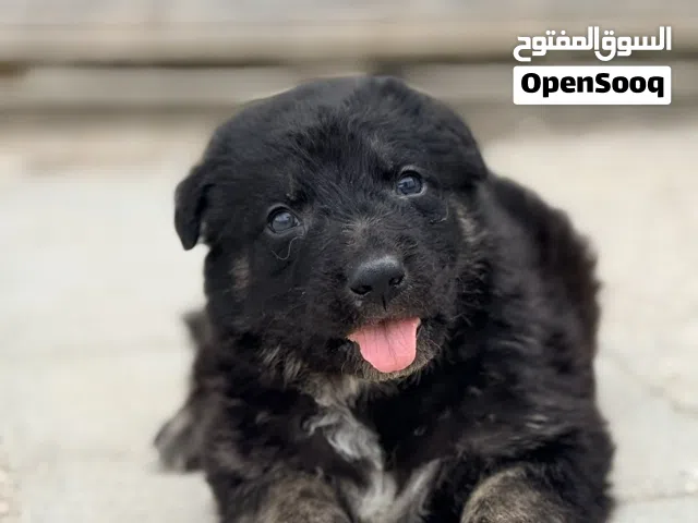 حيرمن شيبرد ذكر