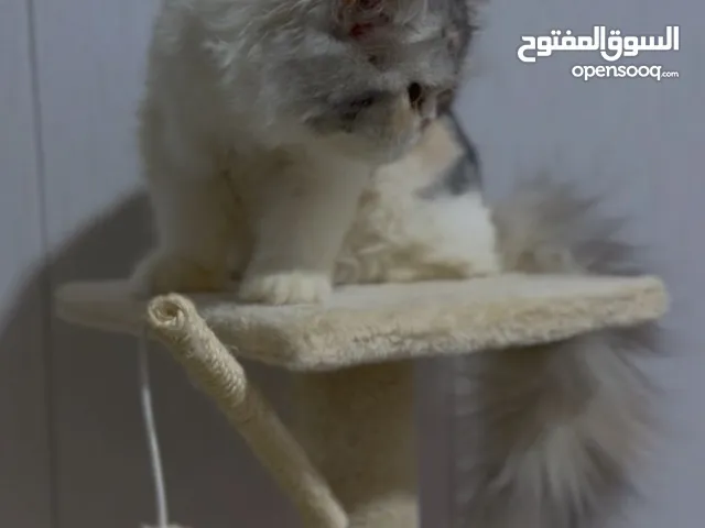 قطط بيرشن للبيع
