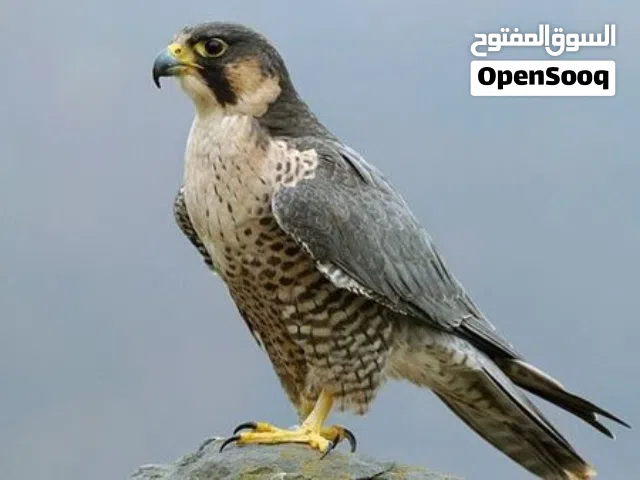 قطعة أرض في بوعطني فتحة الألبان قريب من محكمة بوعطني مساحة ارض 3000عليها سور بكامل بي بوابة يوجد ف