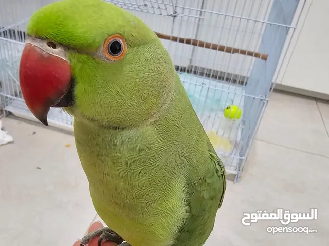 Hand tamed, talking male parrot with cage