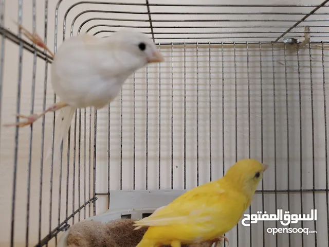 طيور كنار منوعة مخاليف وأزواج
