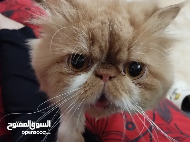 قط بيور بيرشن فلات فيس سلاله ممتازة