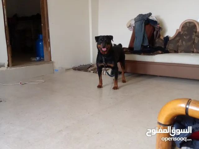 Rottweiler