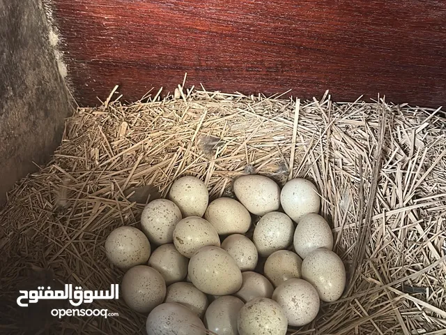 بيض حجل بكستاني لبيع