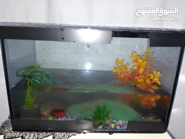 حوض سمك زينة بسعر حرق