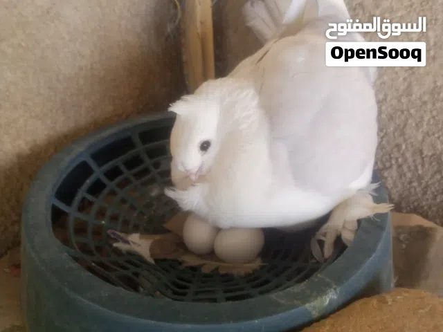زوج مع انتاجهن مع البيض