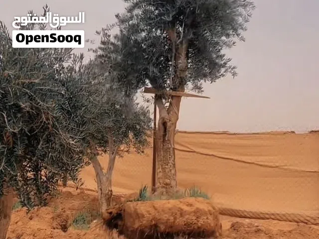 يوجد أشجار الزيتون