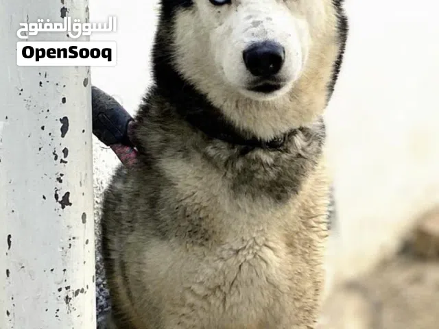 مطلوب كلب للتبني