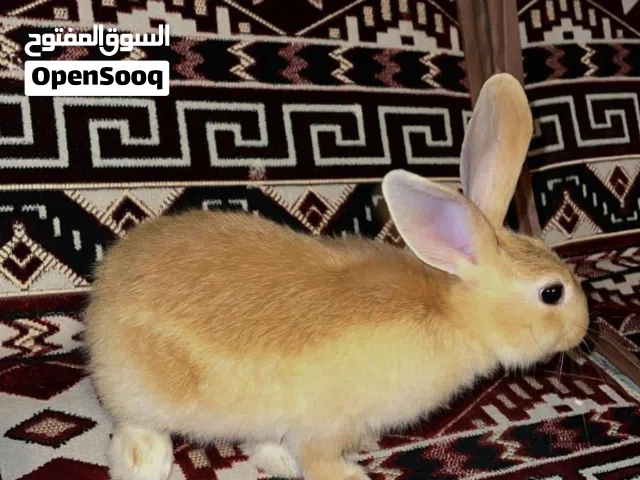 ارنب ذكر نظيف لطيف مع قفص واكله