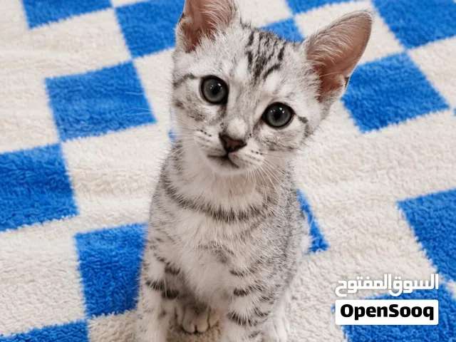 قطين للتبني ذكور