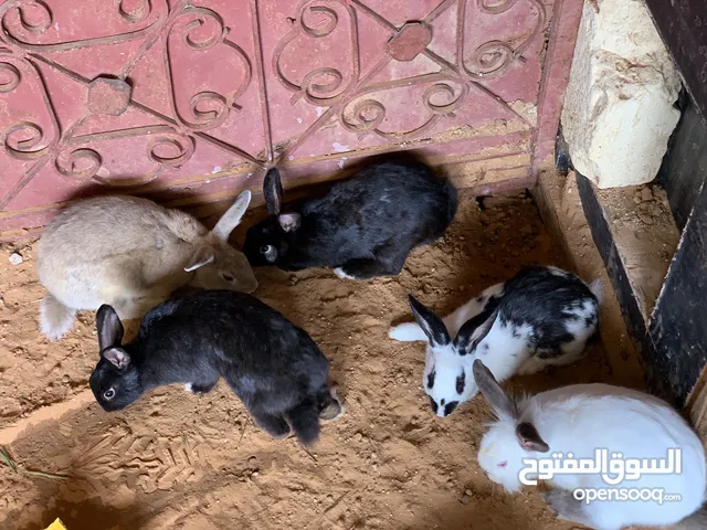 ارانب تبارك الرحمن للبيع