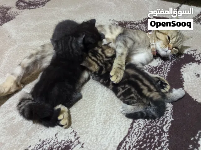 كيتن للتبني بسعر رمزي