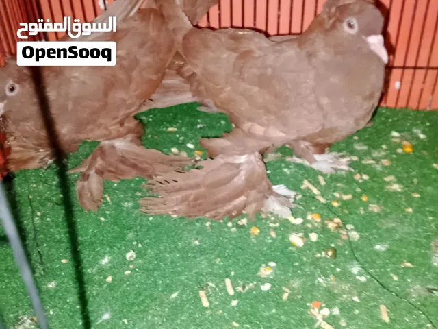 زوج رواعب جاهزات طيور نجفيات الخط الاول شرط فول تحاجيل شراويل