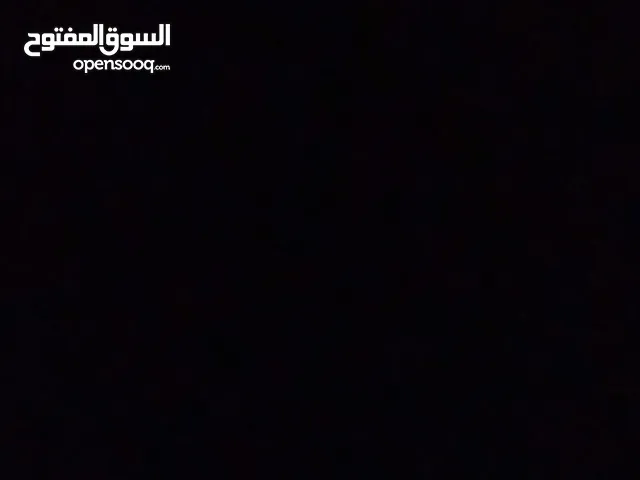 قطط شيرازي للبيع